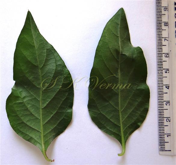  Leaf pair (Abaxial view)